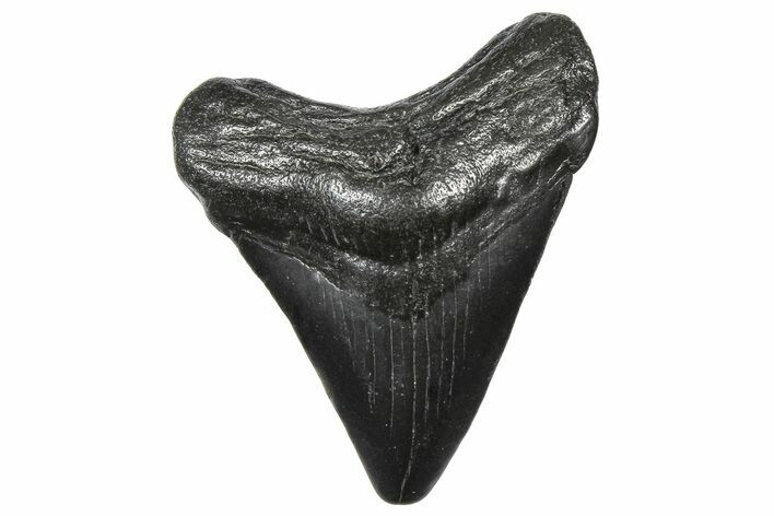 Juvenile Megalodon Tooth - South Carolina #360922